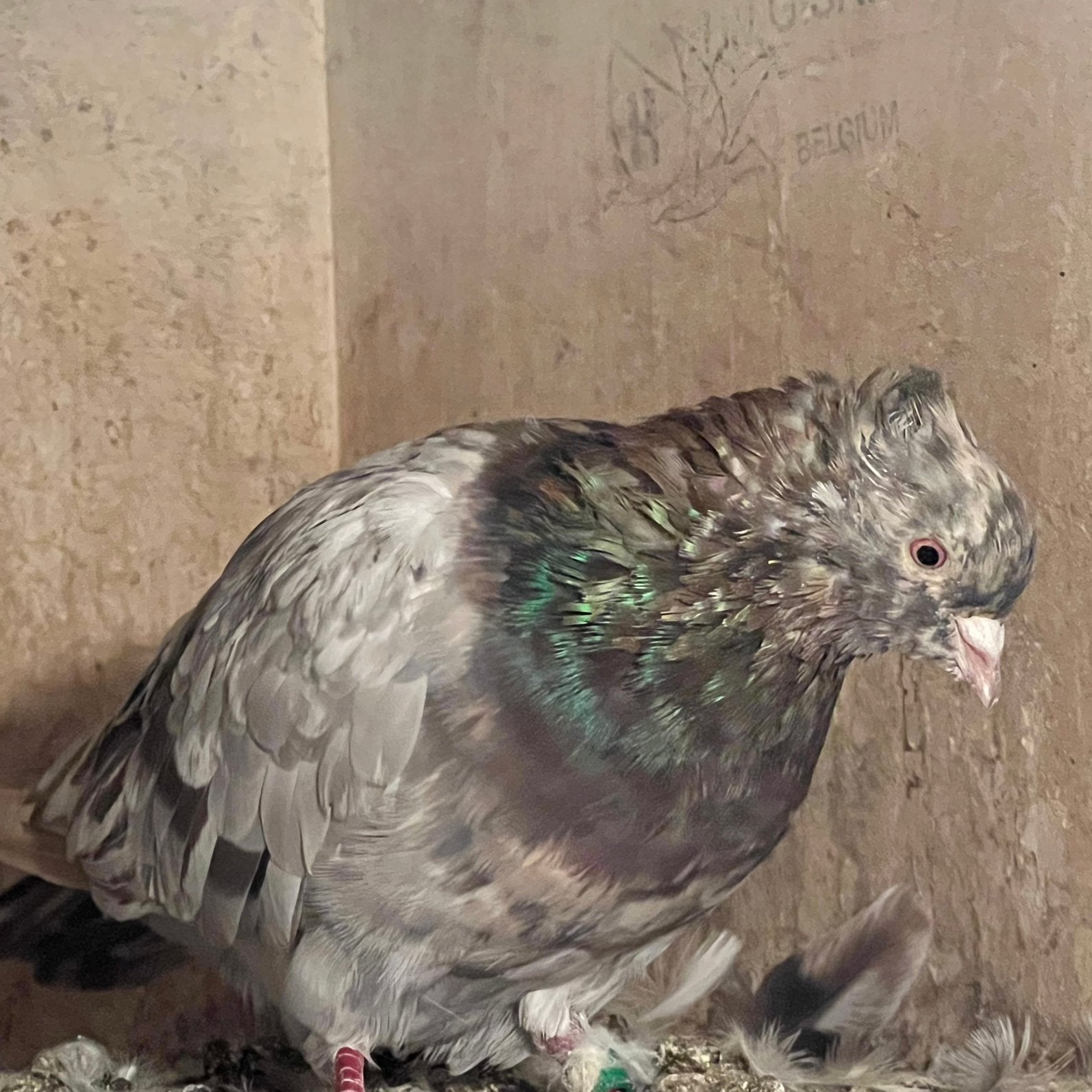 Iraanse duiven, Dieren en Toebehoren