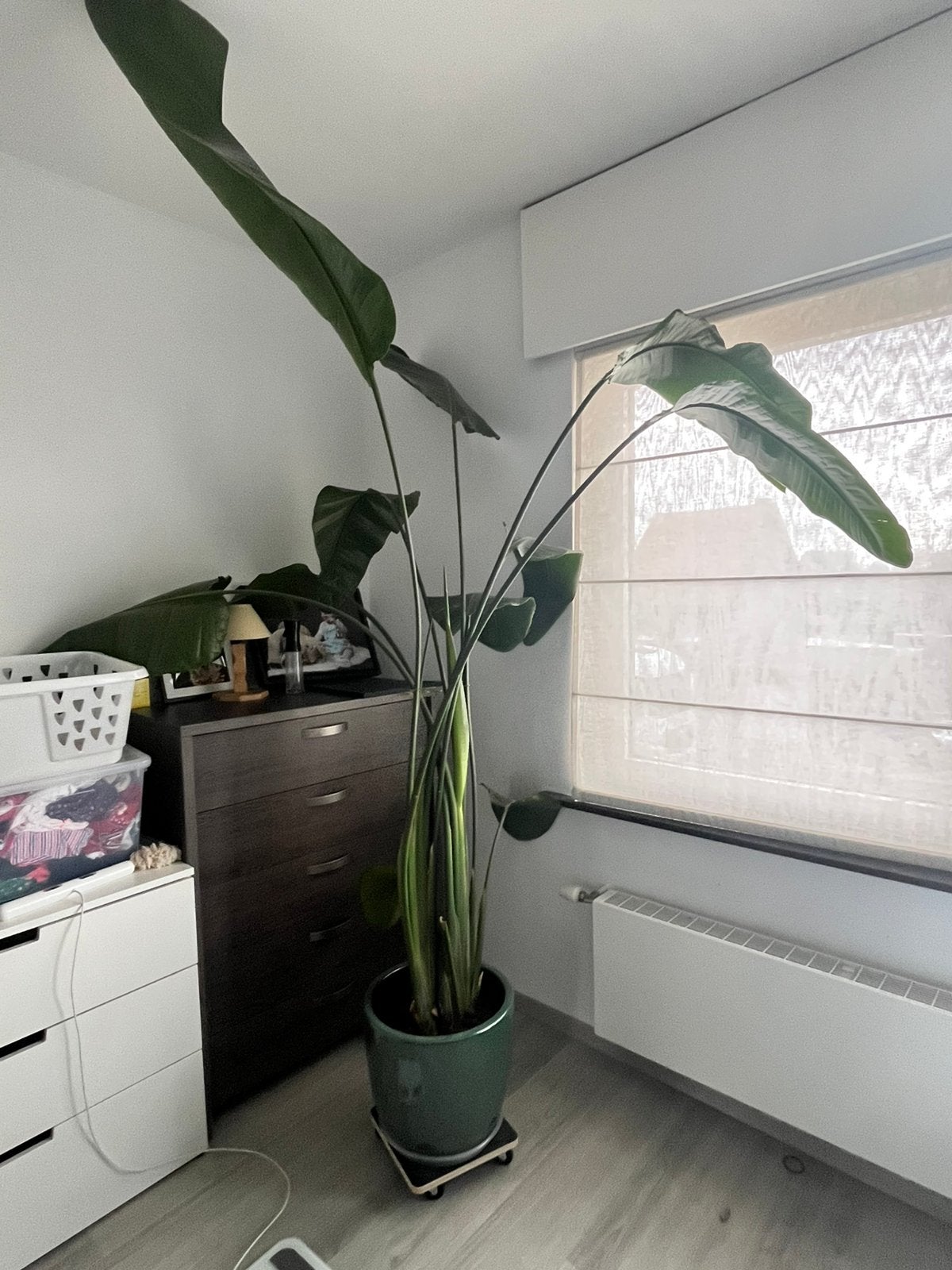 Strelitzia, Groene kamerplant, Ophalen, Halfschaduw, 200 cm of meer