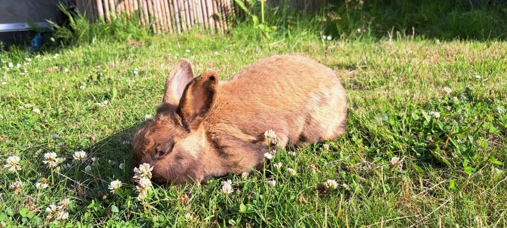 Konijn, Dieren en Toebehoren, Konijnen, Klein, Vrouwelijk, 0 tot 2 jaar