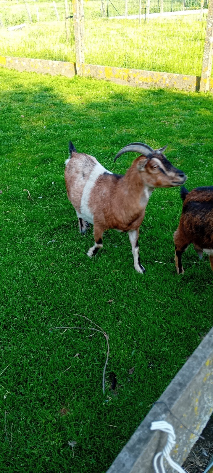 Dwerggeiten, Dieren en Toebehoren, Schapen, Geiten en Varkens