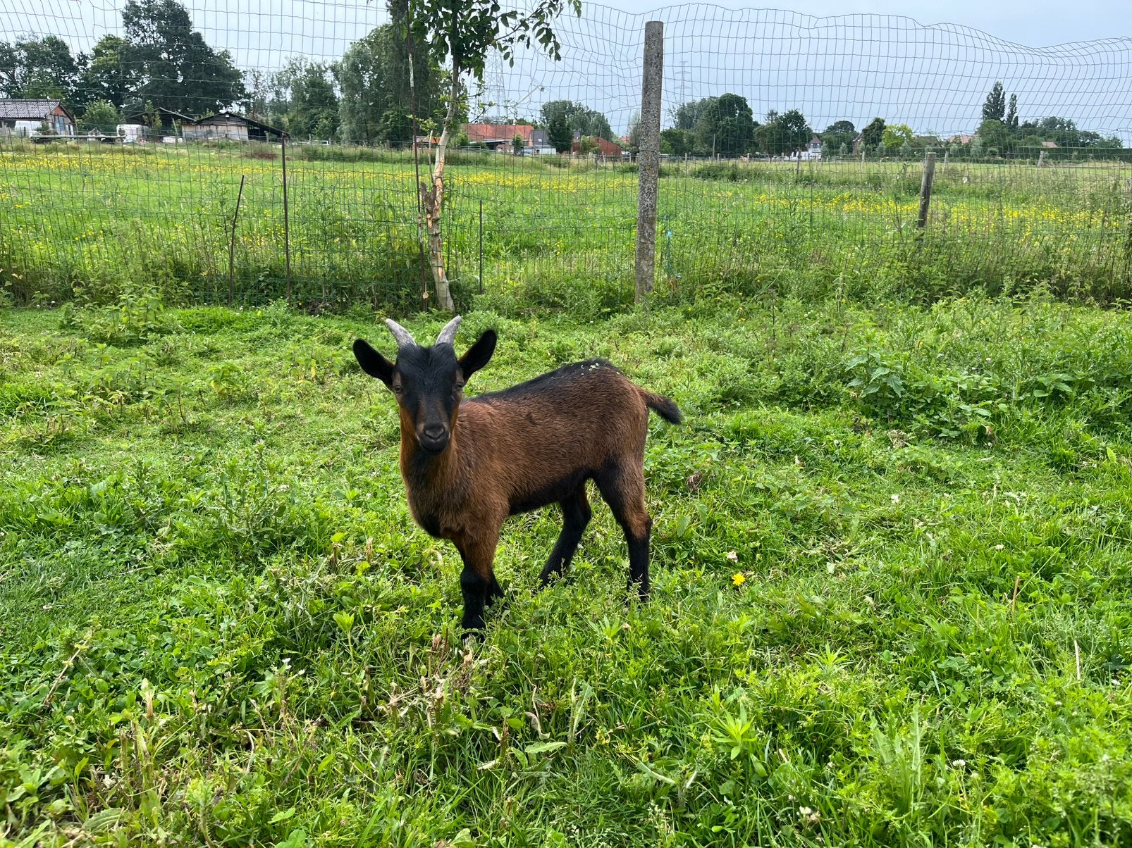 Raszuivere Geit (bok), Dieren en Toebehoren, Schapen, Geiten en Varkens, Mannelijk, Geit, 0 tot 2 jaar