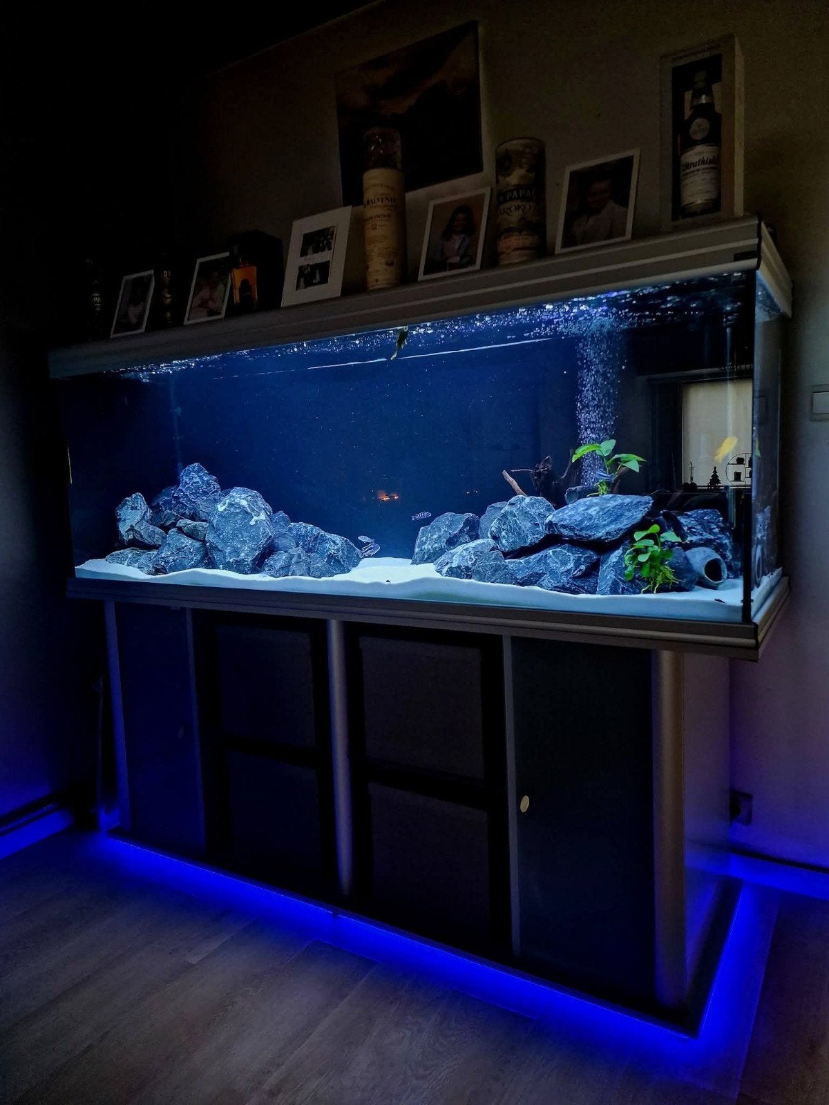 aquarium aquatlantis, Aquatlantis, Aquarium d'eau douce rempli, Comme neuf, Enlèvement
