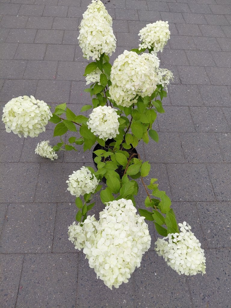 Hydrangea Limelight, Tuin en Terras, Ophalen, Halfschaduw