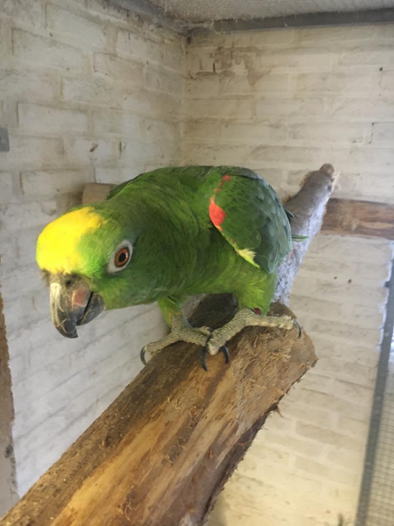 Gezocht of ruilen, Dieren en Toebehoren, Vogels | Parkieten en Papegaaien, Mannelijk, Papegaai, Geringd