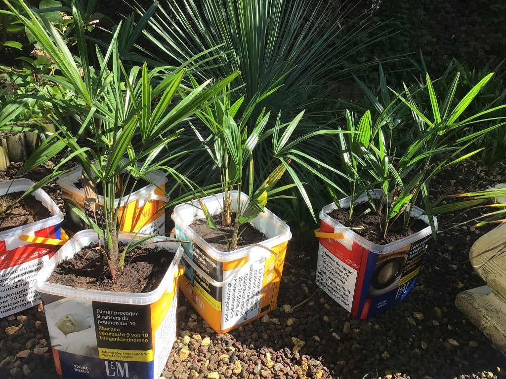 Palmbomen, Jardin & Terrasse, En pot, Moins de 100 cm, Plein soleil, Enlèvement