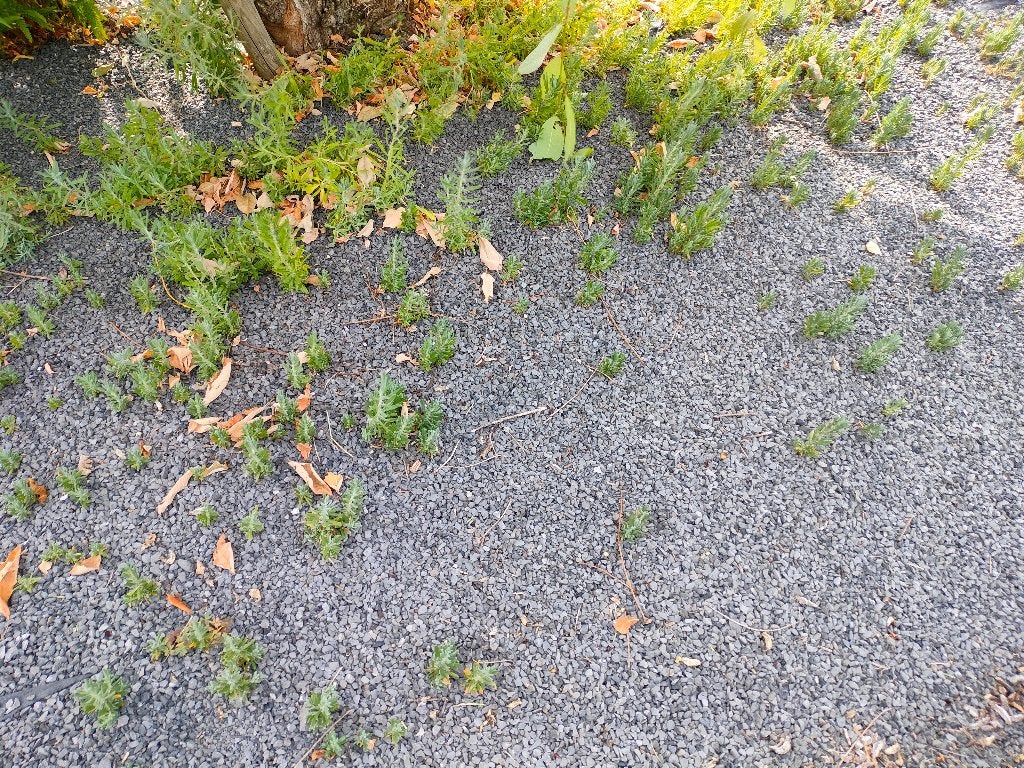Gratis lavendelplantjes tussen de 8 en 15 cm groot, Volle zon, Vaste plant, Zomer, Ophalen