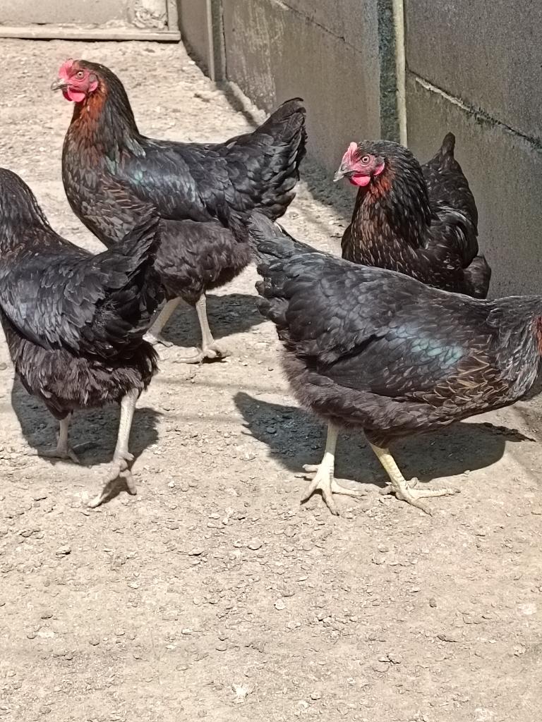 poulets noirs Harco 0499/082381, Animaux & Accessoires, Volatiles, Poule ou poulet, Femelle