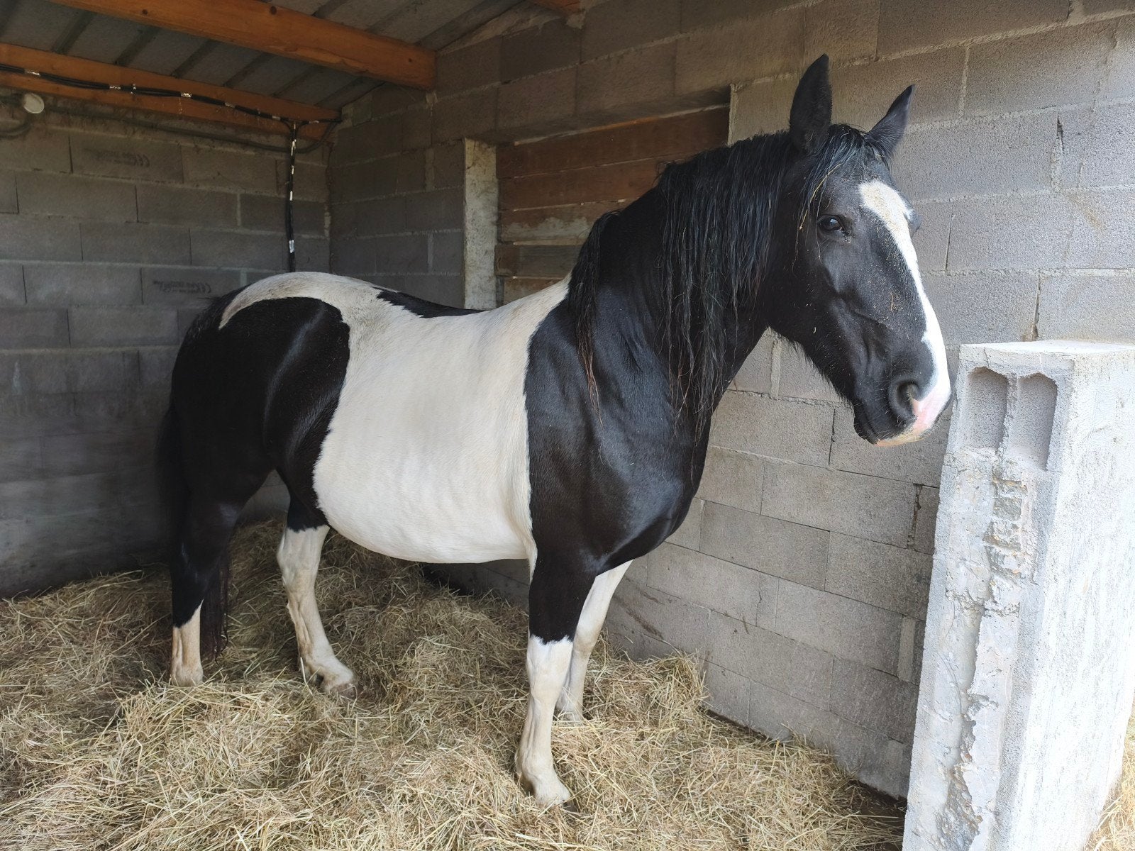jument pie noire blanche 9 ans, Animaux & Accessoires, Jument