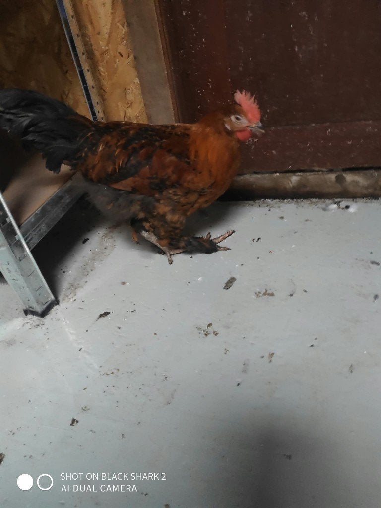 hanen, Dieren en Toebehoren, Mannelijk, Kip