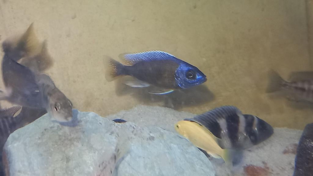 Malawi cichliden