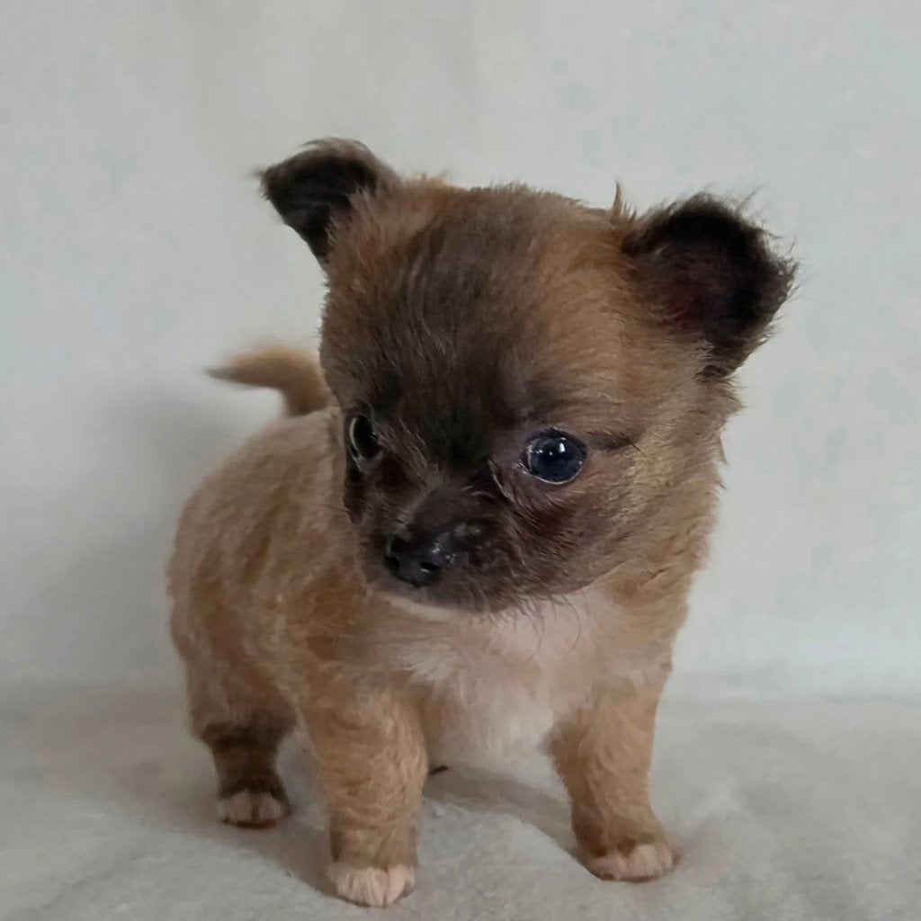 Chihuahua pup (reutje), Parvo, België, Particulier, Reu
