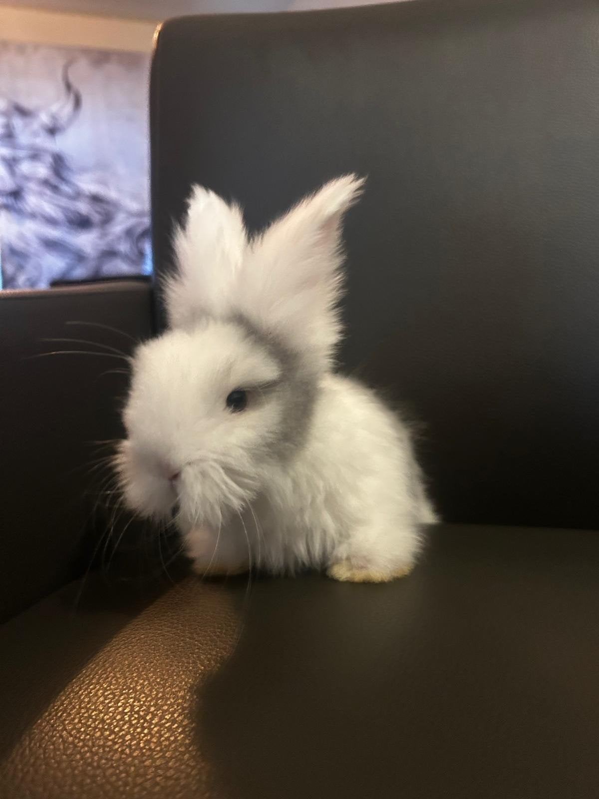 Engelse angora konijntjes, Dieren en Toebehoren