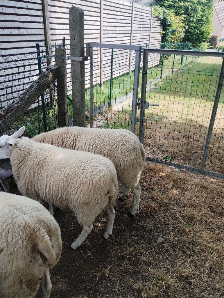 schaap jaarling bok, Dieren en Toebehoren, Schapen, Geiten en Varkens, Mannelijk, Schaap, 0 tot 2 jaar