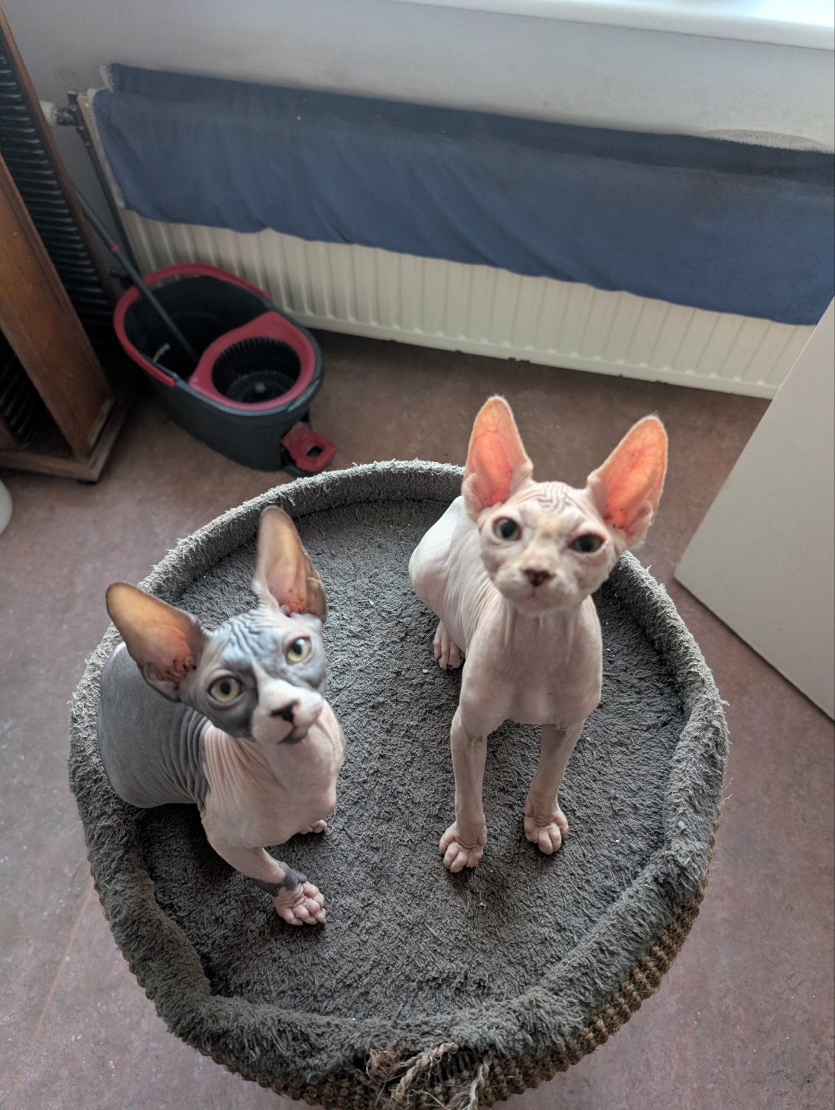 Canadese Sphynx kittens, Dieren en Toebehoren, Katten en Kittens | Raskatten | Korthaar, Kater, Met stamboom, 0 tot 2 jaar