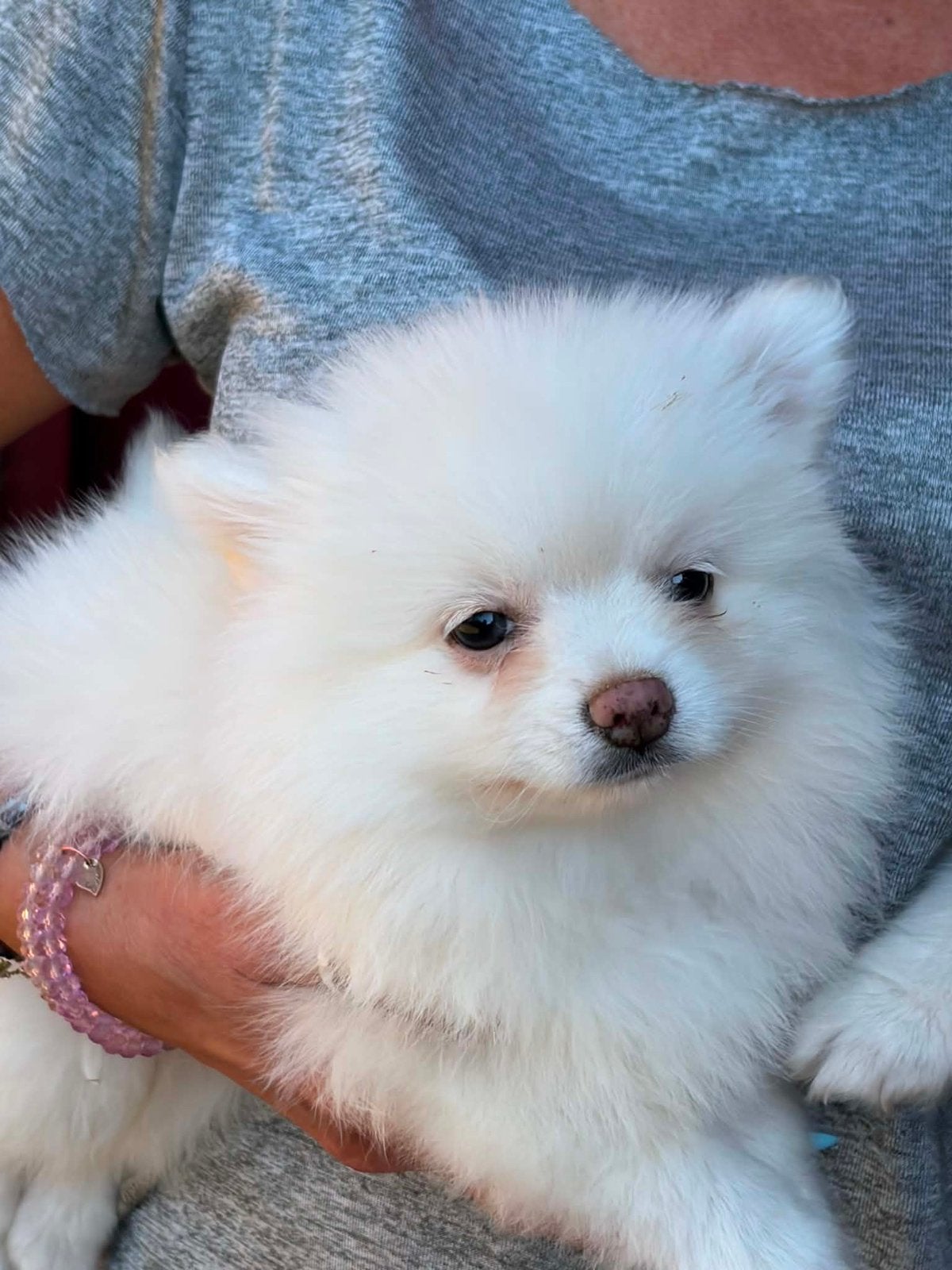 4 adorables petits spitz recherchent leur famille ️, Loulou, Plusieurs, Hépatite contagieuse (maladie de Rubarth), Belgique