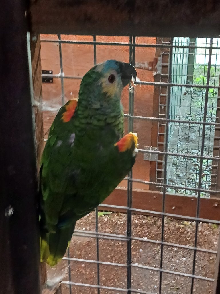 blauwvoorhoofd    amazone  kweekpop, Dieren en Toebehoren, Vrouwelijk, Papegaai, Geringd