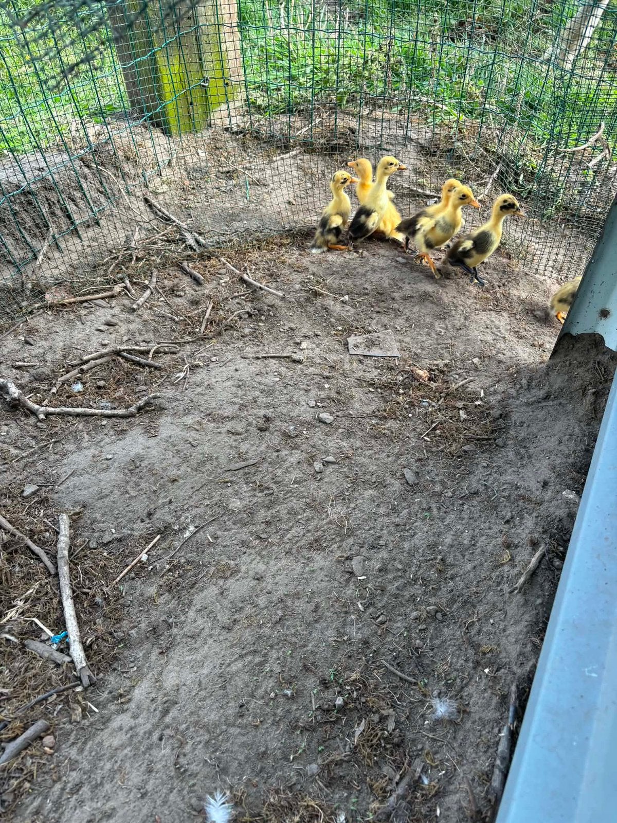 Bonte Loopeenden kuikens, Dieren en Toebehoren, Pluimvee