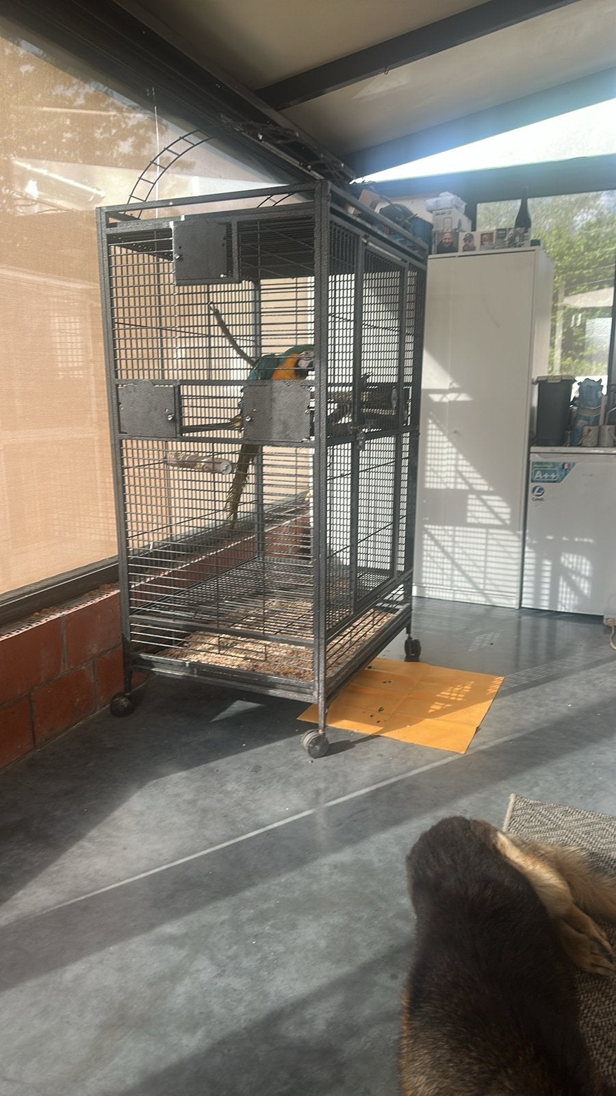 Blauwgele ara, Dieren en Toebehoren, Mannelijk, Papegaai, Pratend