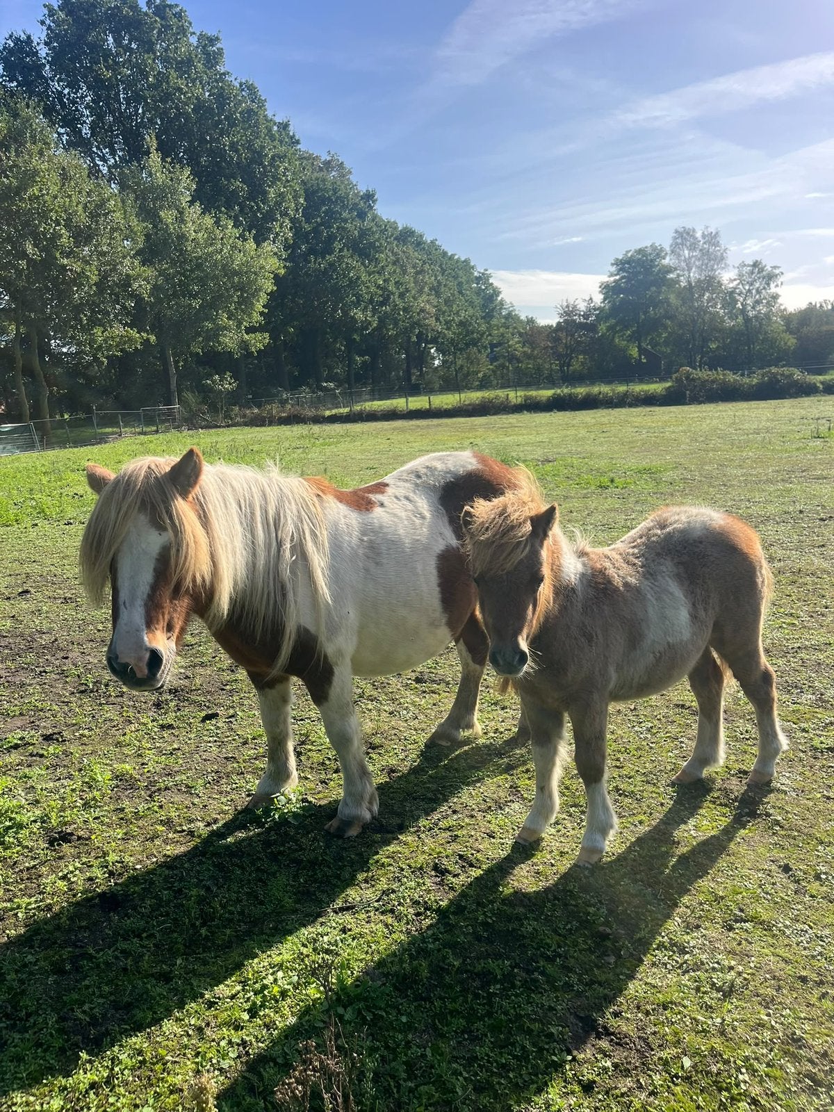 Mooie bonte merrie met merrie veulen, Dieren en Toebehoren, Merrie