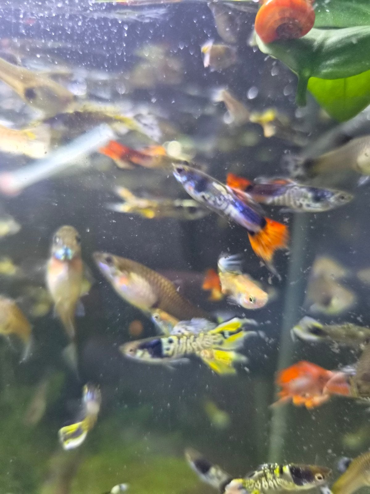 volledige groep endler guppy's + garnalen, Ophalen