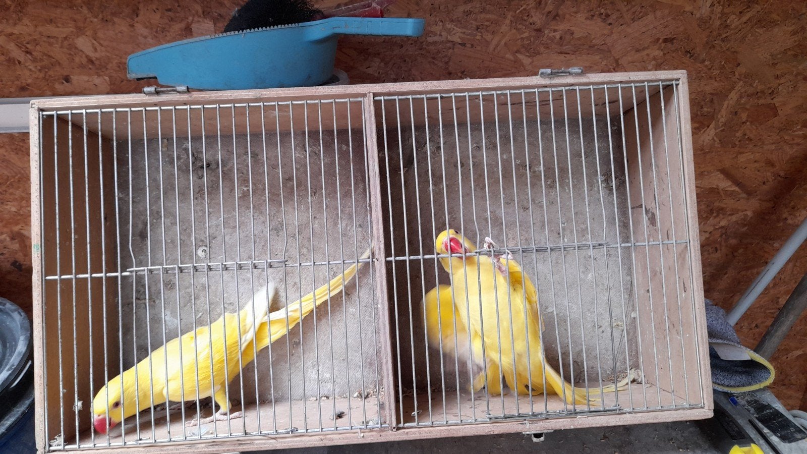 Halsband parkieten2026, Dieren en Toebehoren, Vogels | Kanaries