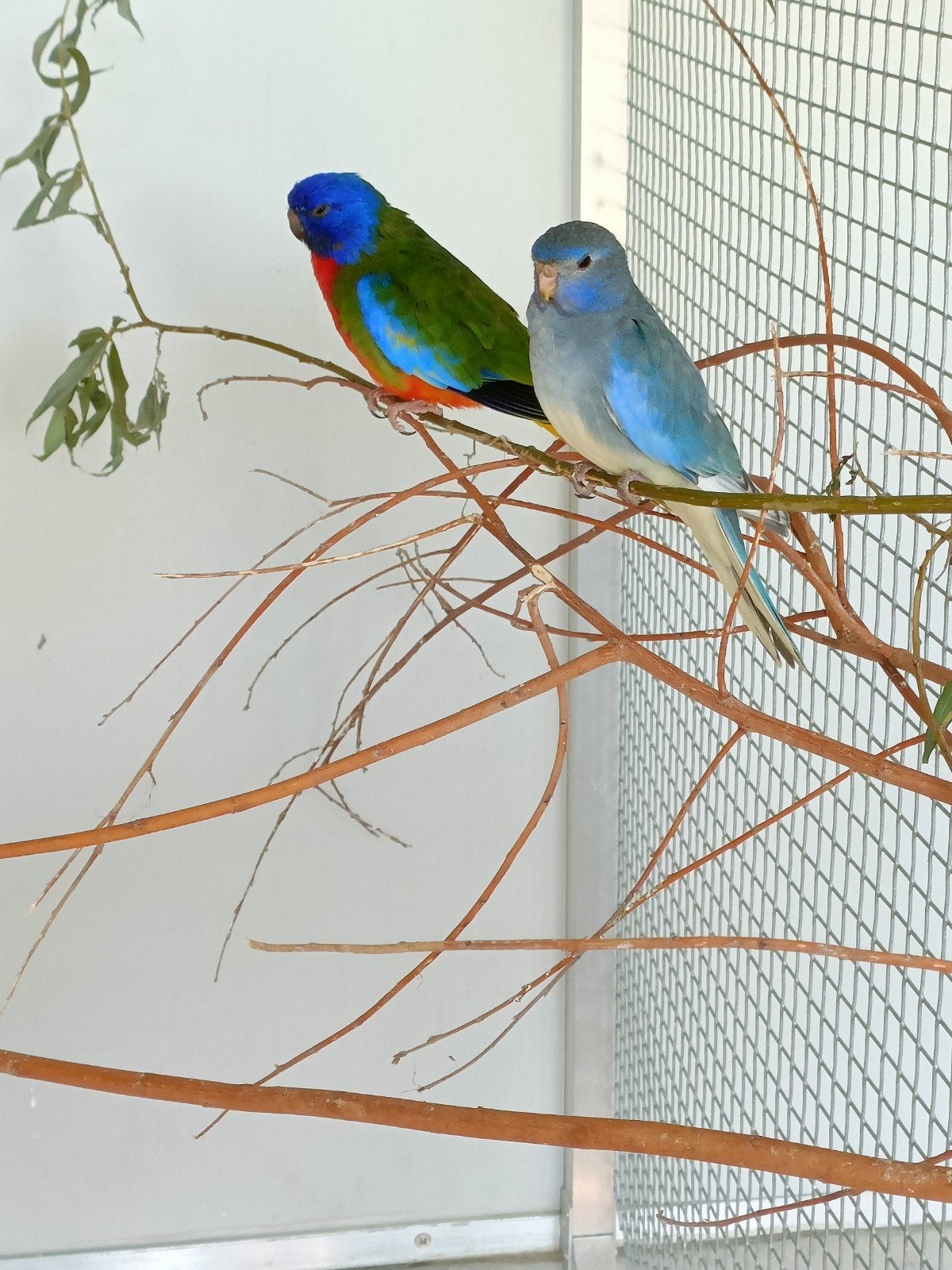 Splendid parkieten, Meerdere dieren, Parkiet, Geringd