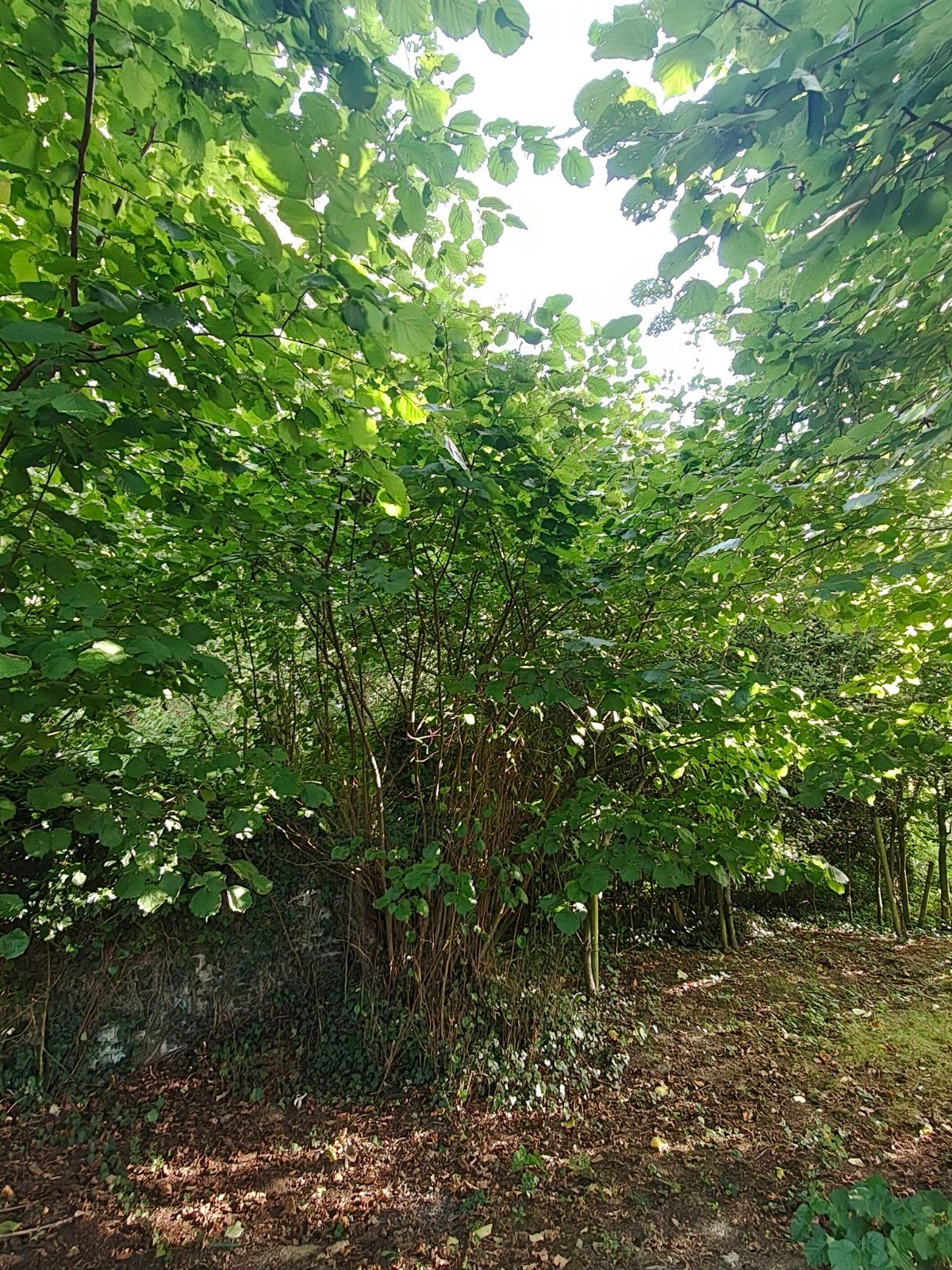 Gratis hazelaars, Tuin en Terras, Ophalen, 100 tot 250 cm