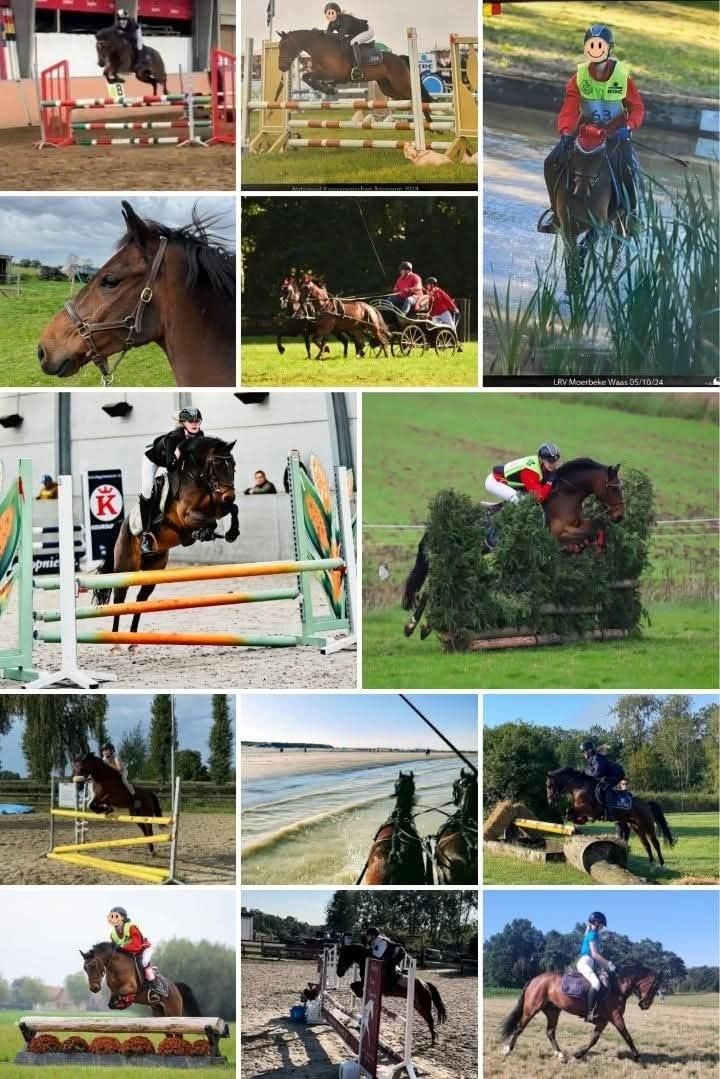C-pony ruin, Dieren en Toebehoren, Paarden, Ruin