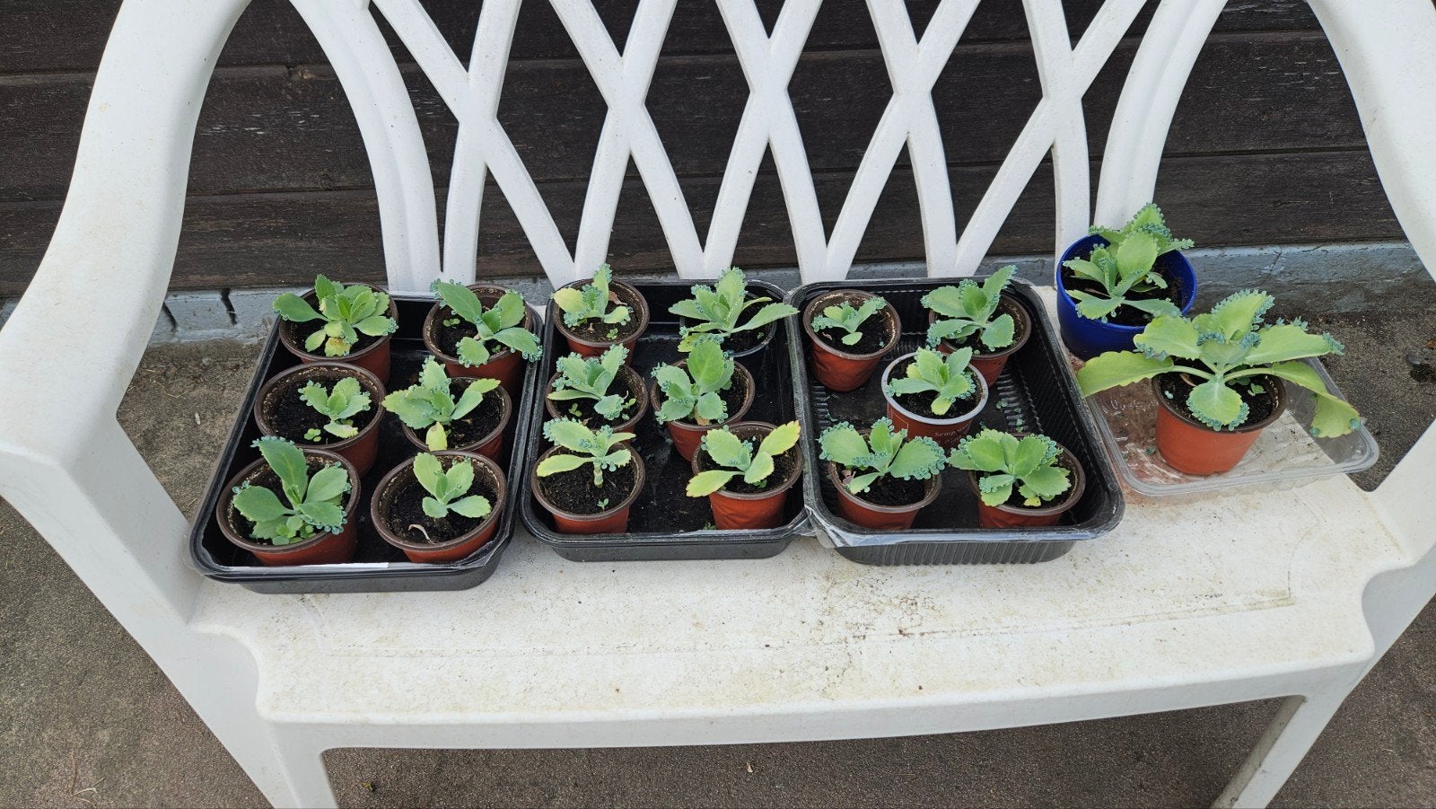 Mother of Thousend plantjes, Ophalen