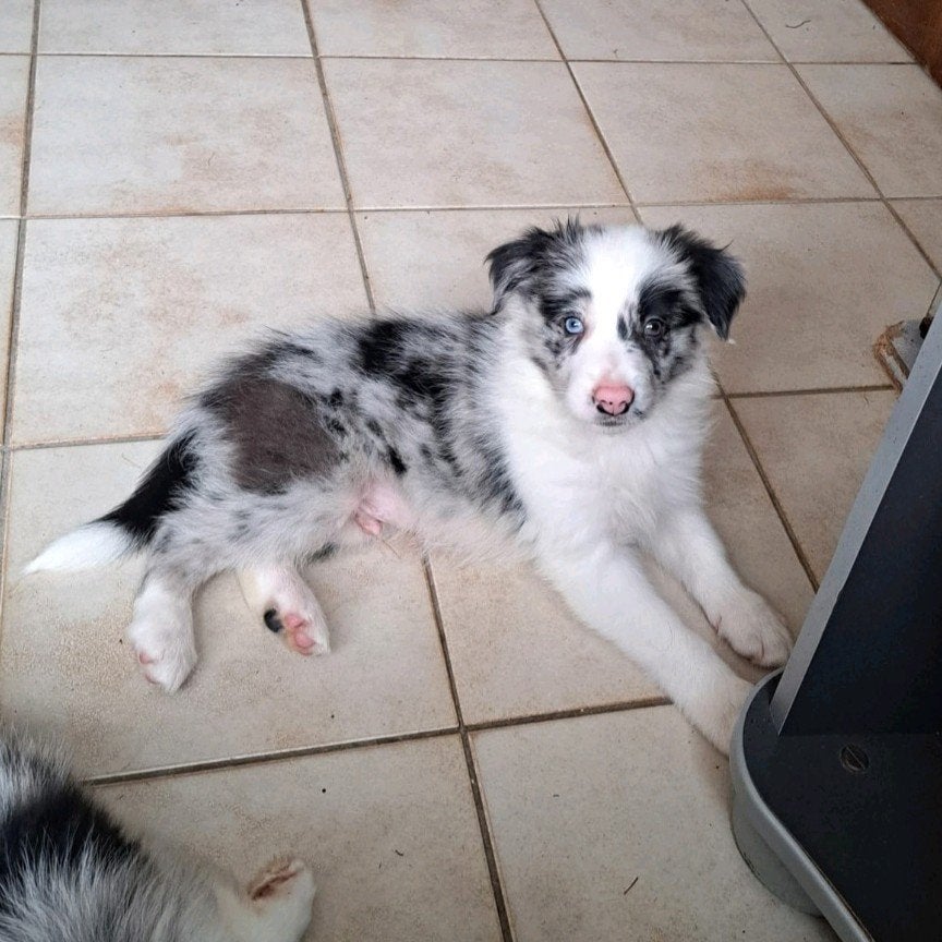 lieve border collie pups op boerderij ouders aanwezig, Dieren en Toebehoren, Honden | Herdershonden en Veedrijvers, België, CDV (hondenziekte)