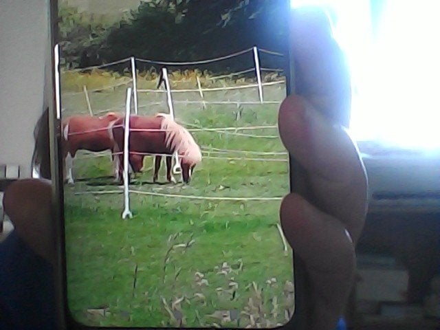deux shetlands a vendre, Met stamboom, Hengst, A pony (tot 1.17m), 3 tot 6 jaar