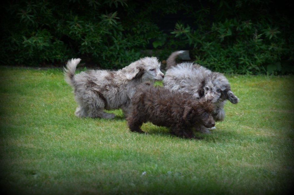 Poedel pups, Poedel, België, 15 weken tot 1 jaar, Reu