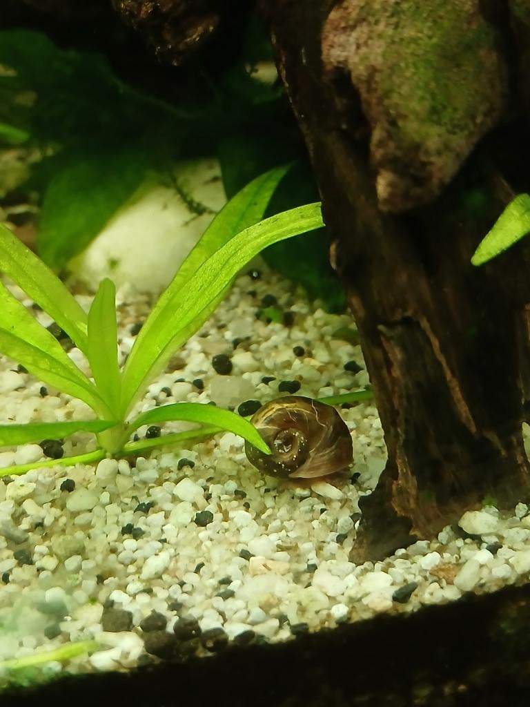 Escargot, Animaux & Accessoires