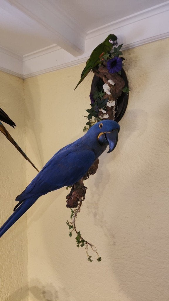 diverse kromsnavels gevraagd voor taxidermie zie advertentie, Verzamelen, Ophalen of Verzenden, Zo goed als nieuw, Vogel, Opgezet dier