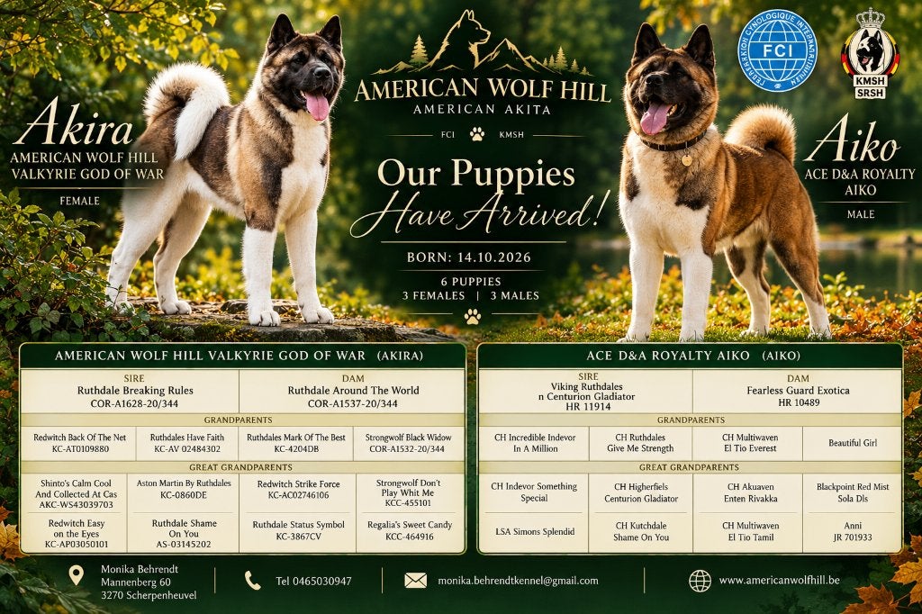 American Akita met stamboom, Animaux & Accessoires, Maladie de Carré (chiens), Loulou, Chienne, Belgique
