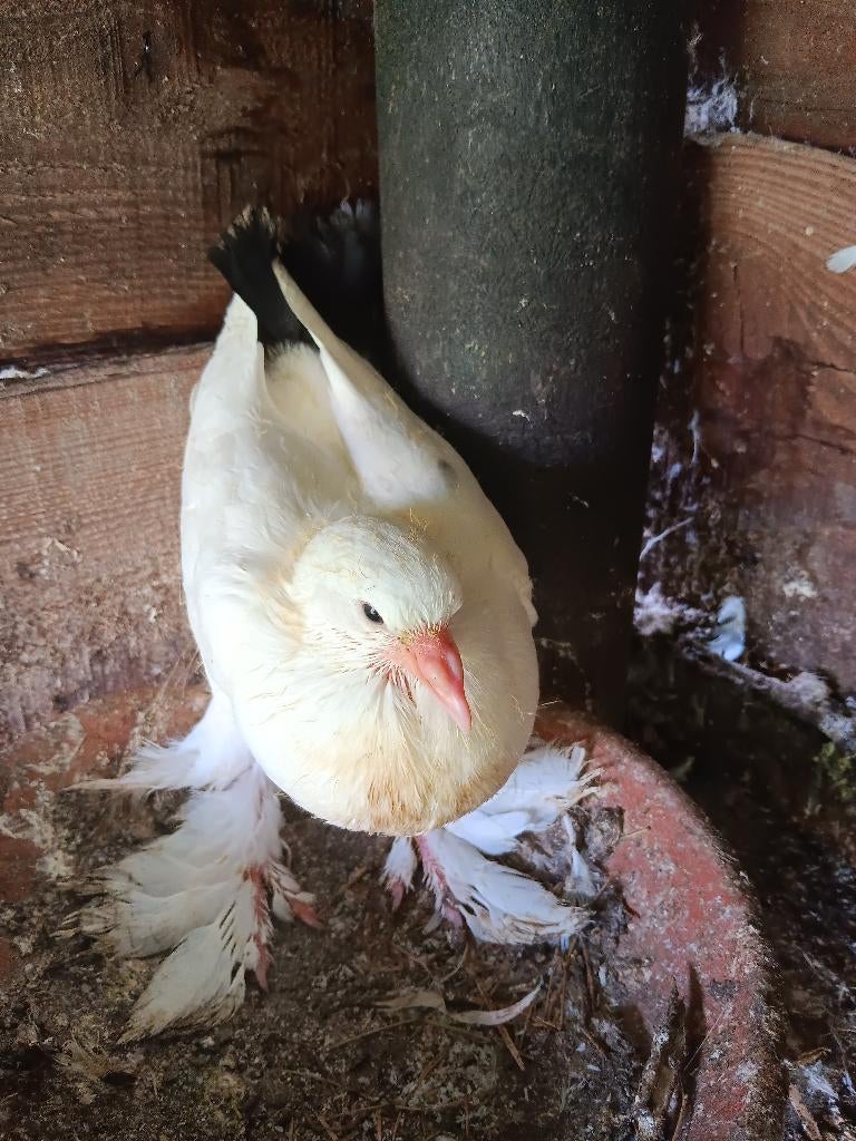 duiven sierduiven, Dieren en Toebehoren