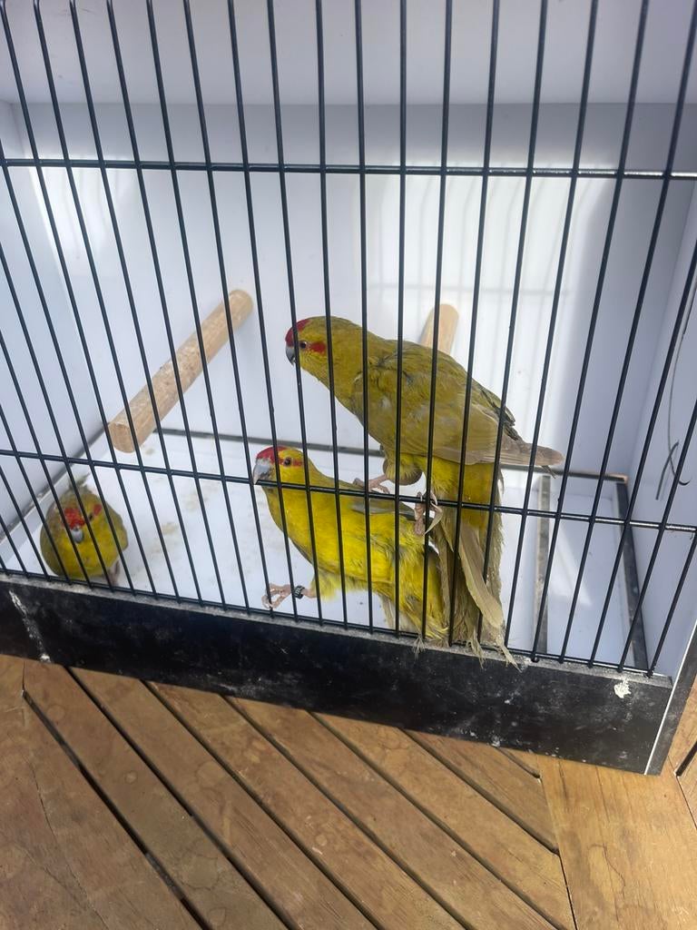Verschillende soorten Kakariki, Plusieurs animaux, Perruche, Bagué