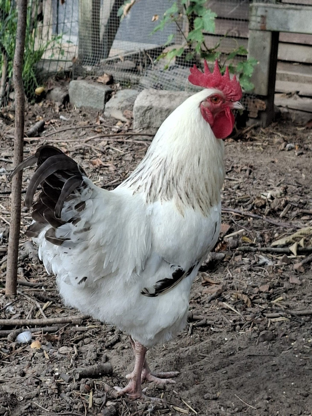 Sussex haantje (6 maand) – Regio Mechelen, Dieren en Toebehoren, Mannelijk, Kip
