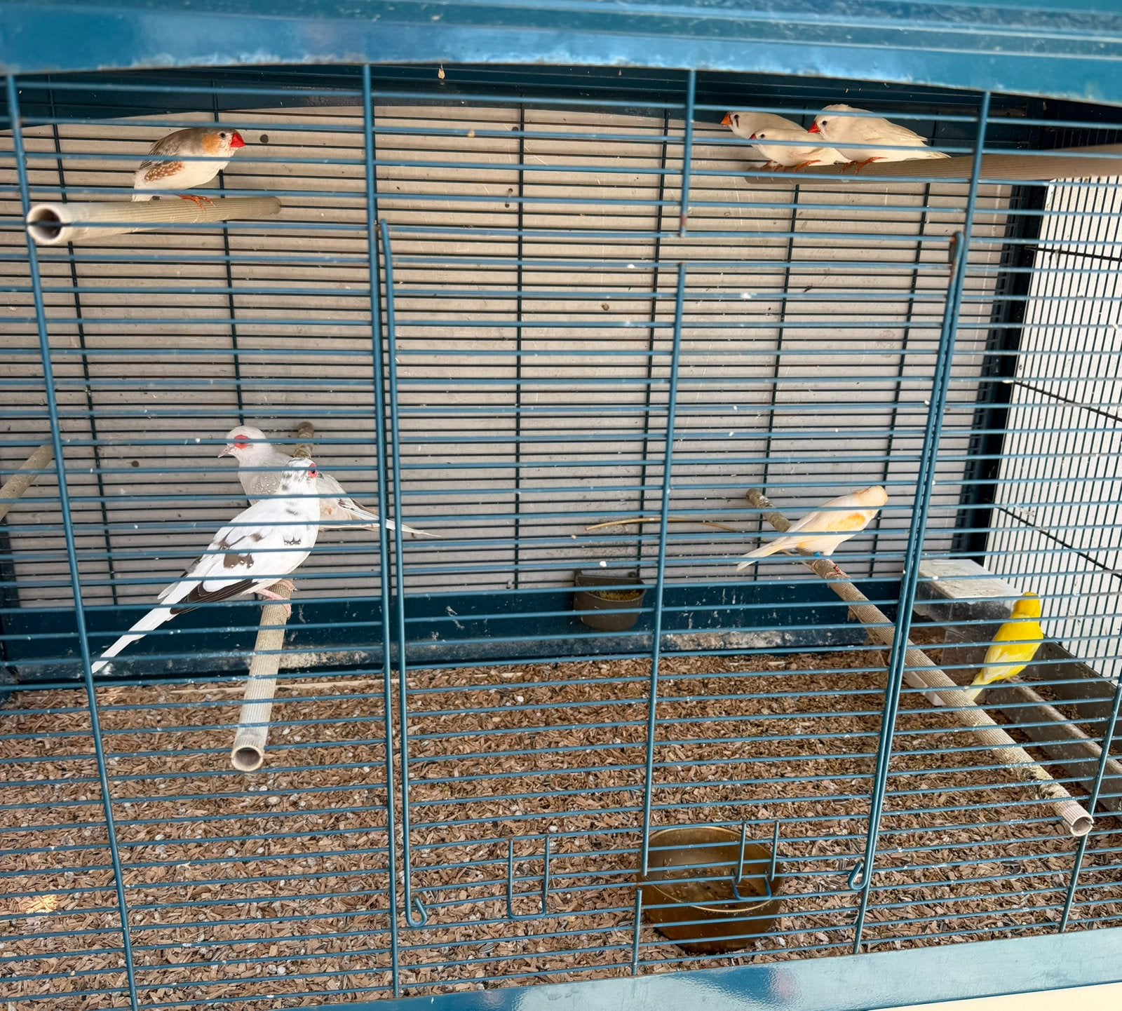 Exoten te koop., Dieren en Toebehoren, Vogels | Overige Vogels, Meerdere dieren