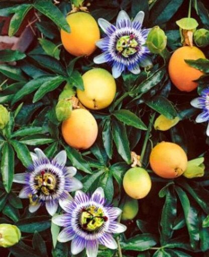 Passiefruit planten, Ophalen