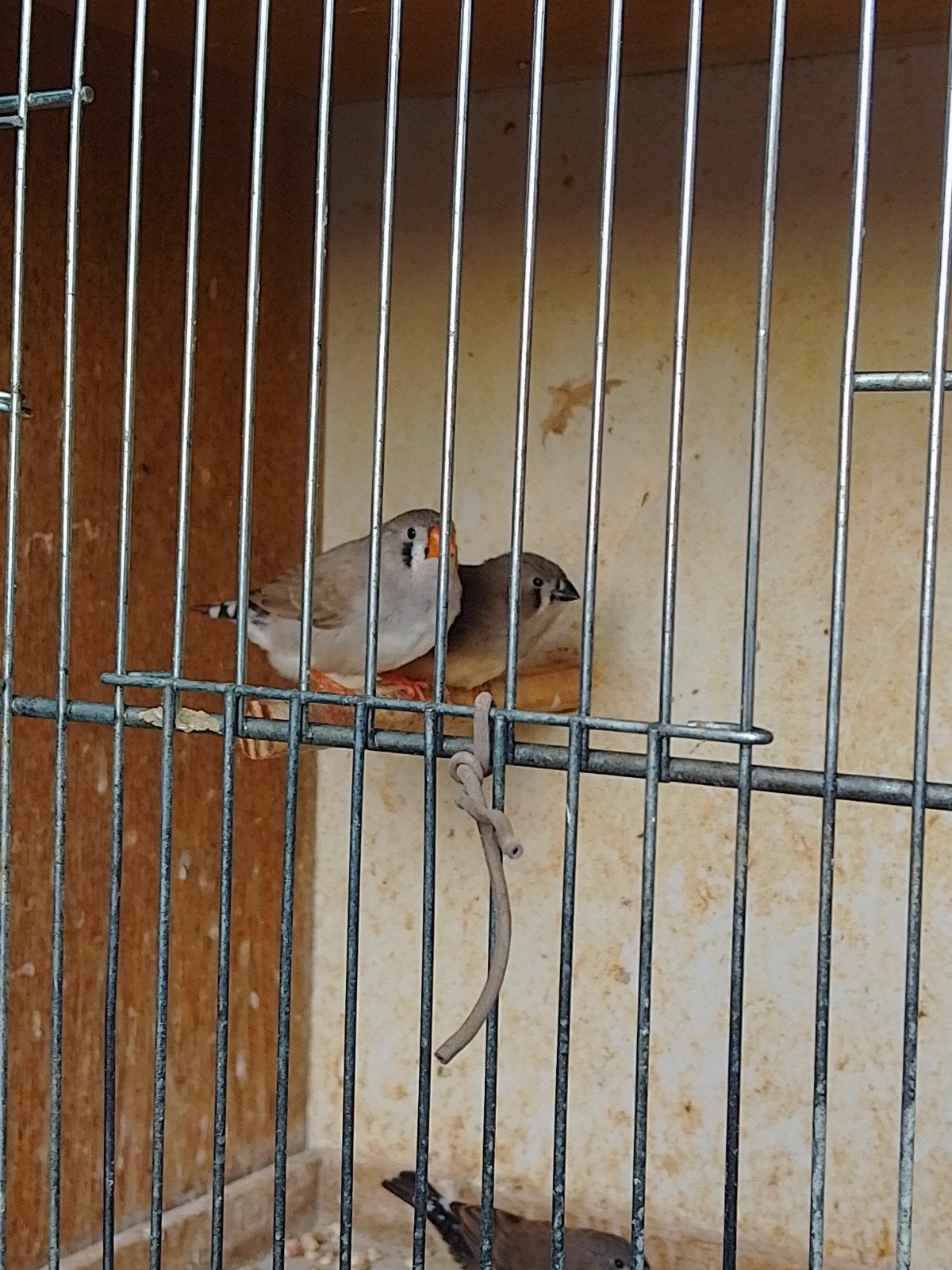 PINSONS ZÈBRES, jeunes et matures, bagués avec ou sans CAGE, Plusieurs animaux, Oiseau tropical, Bagué