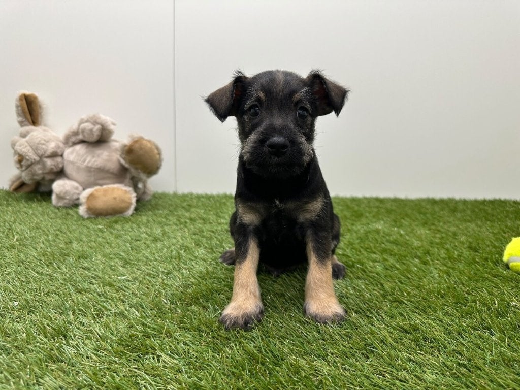 Nestje Dwergschnauzer pups, België, CDV (hondenziekte), 8 tot 15 weken, Meerdere