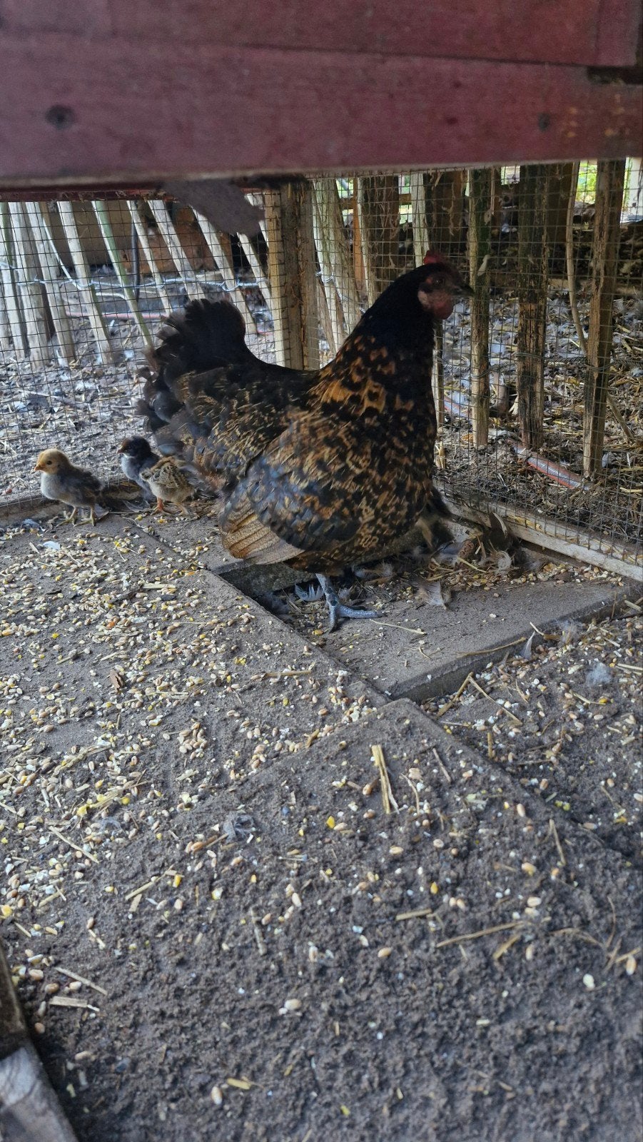 Mooie hen met 12 kuikentjes, Dieren en Toebehoren, Meerdere dieren, Kip