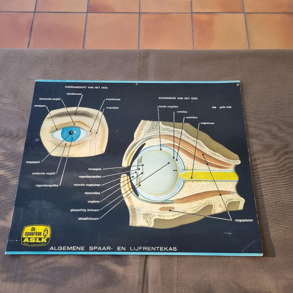 Anatomie van het oog - kartonnen reclame plaat, Ophalen of Verzenden, Gebruikt, Reclamebord