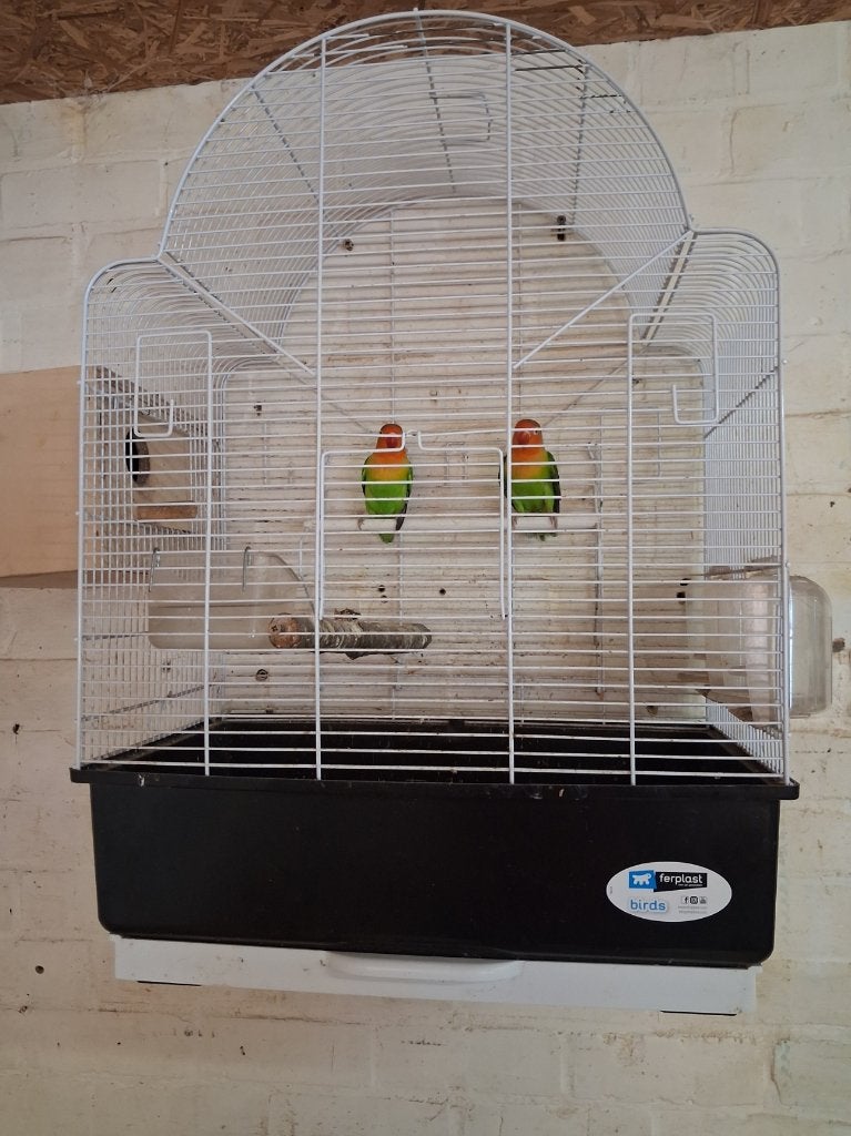 1 koppel fischeris met kooi, Dieren en Toebehoren, Vogels | Overige Vogels, Meerdere dieren, Tropenvogel