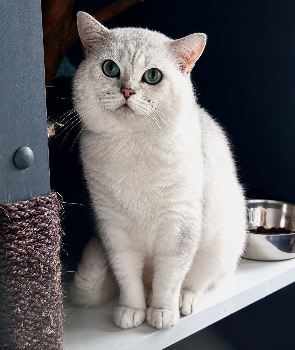 Brits korthaar dekkater met stamboom, Animaux & Accessoires, Chats & Chatons | Chats de race | Poil ras, Chat, 6 ans ou plus, Avec pedigree