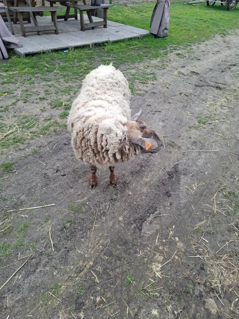 Ooi, Dieren en Toebehoren, Vrouwelijk, Schaap, 3 tot 5 jaar