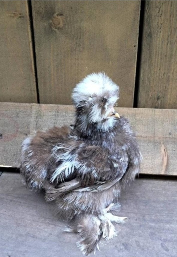 Usa zijdehoen motteld hennen, Femelle, Poule ou poulet