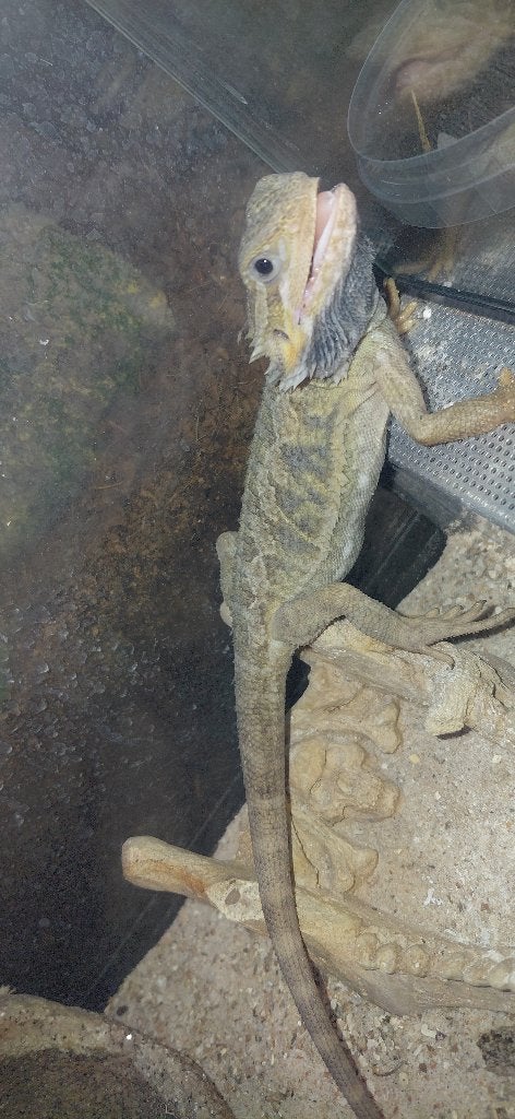Baardagaam met terrarium, Dieren en Toebehoren, Reptielen en Amfibieën, Hagedis, Met terrarium, 0 tot 2 jaar