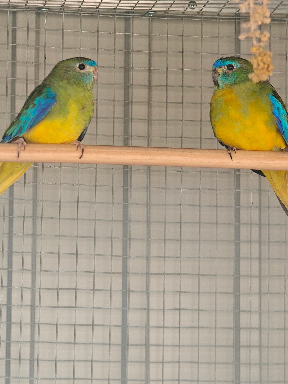 perruches turquoisines couleur sauvage voir description